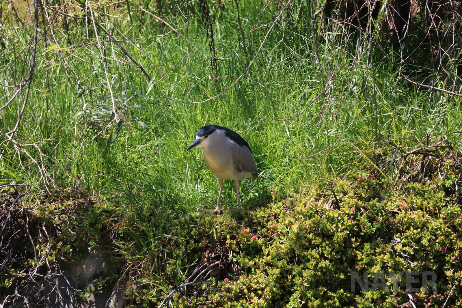 Black-crowned night heron, March 2016