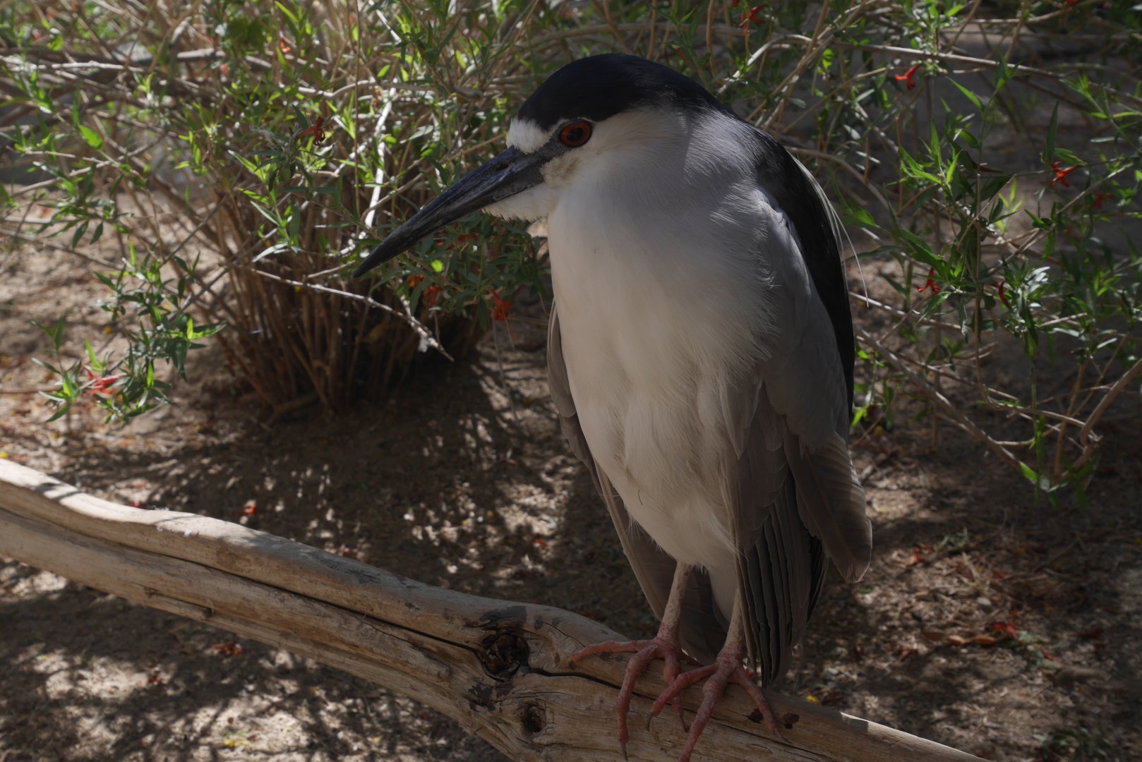 Black-crowned Night Heron - My First US Zoo Trip