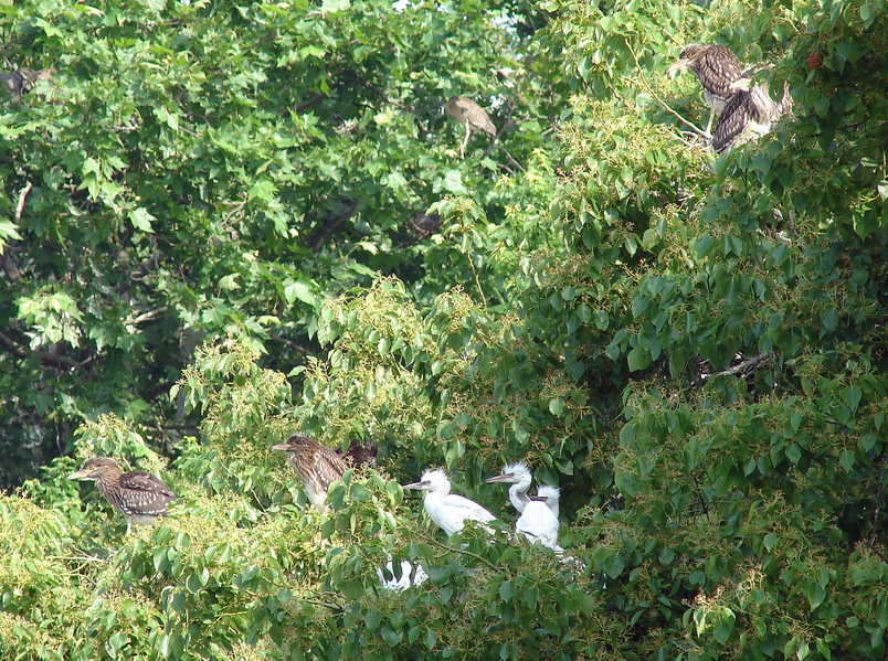 Black-crowned Night-heron (Nycticorax nycticorax) and Little Egret (Egretta