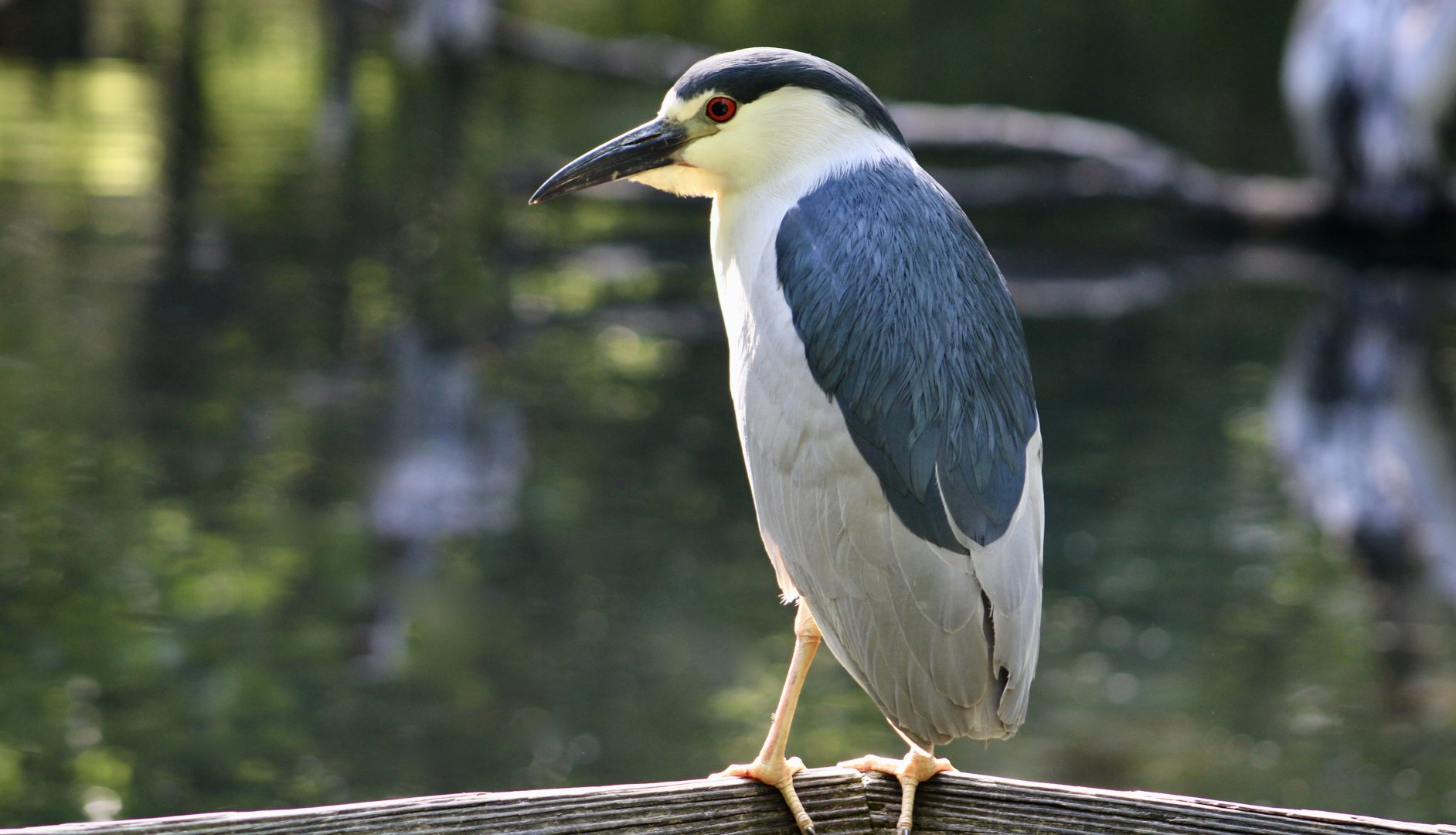 Black-Crowned Night Heron (Nycticorax nycticorax hoactli) wild