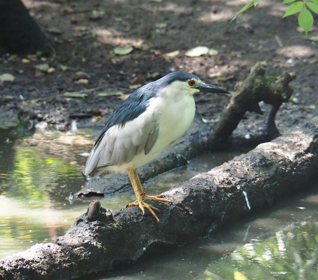 Black-crowned night heron (Nycticorax nycticorax nycticorax), 2019-08-04