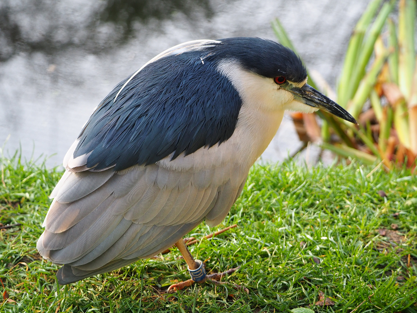 Black-crowned night heron (Nycticorax nycticorax nycticorax), 2019-12-28