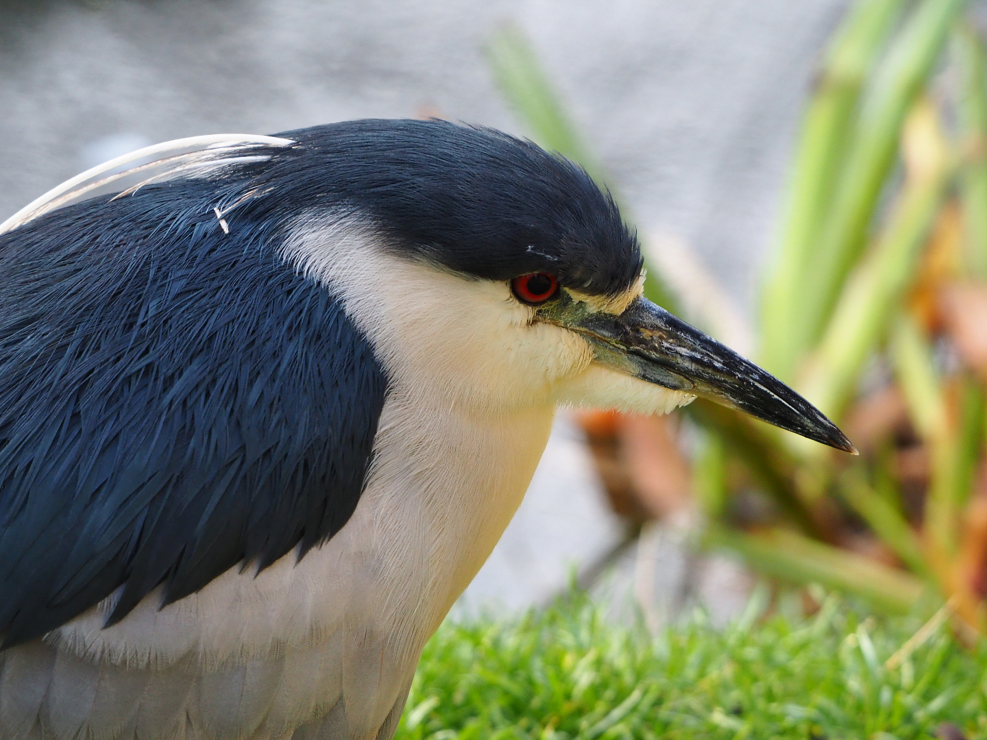 Black-crowned night heron (Nycticorax nycticorax nycticorax), 2019-12-28