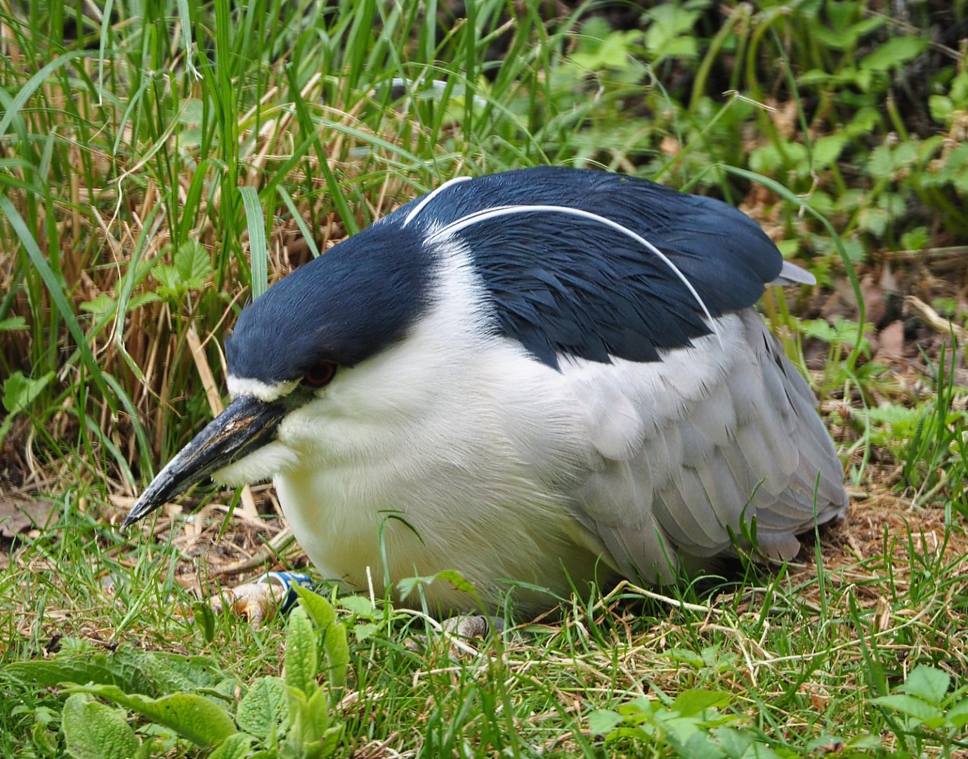Black-crowned night heron (Nycticorax nycticorax nycticorax), 2020-05-23