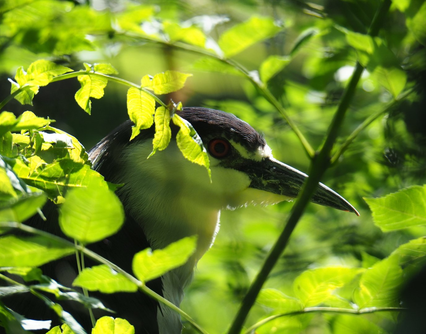 Black-crowned night heron (Nycticorax nycticorax nycticorax), 2020-06-12