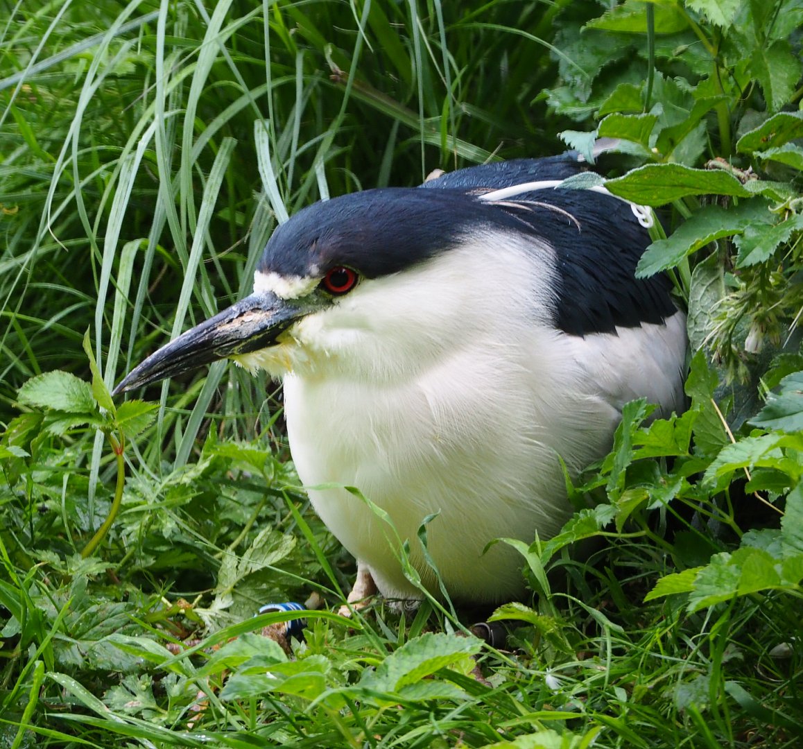 Black-crowned night heron (Nycticorax nycticorax nycticorax), 2020-07-14