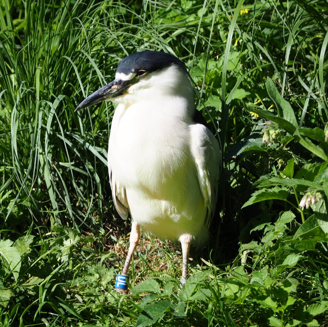 Black-crowned night heron (Nycticorax nycticorax nycticorax), 2020-07-21
