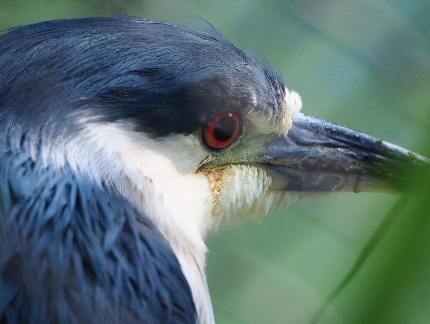 Black-crowned night heron (Nycticorax nycticorax nycticorax), 2020-10-10