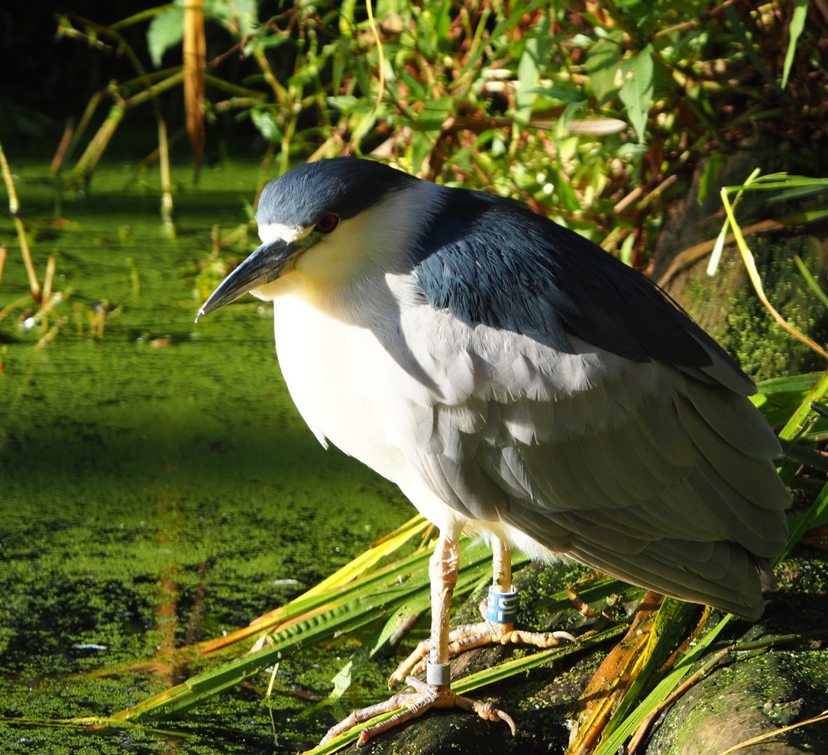 Black-crowned night heron (Nycticorax nycticorax nycticorax), 2020-10-10