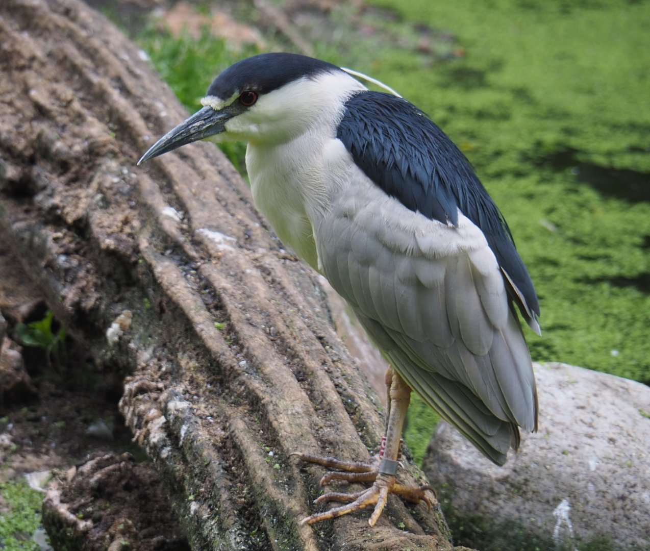Black-crowned night heron (Nycticorax nycticorax nycticorax), 2021-07-03