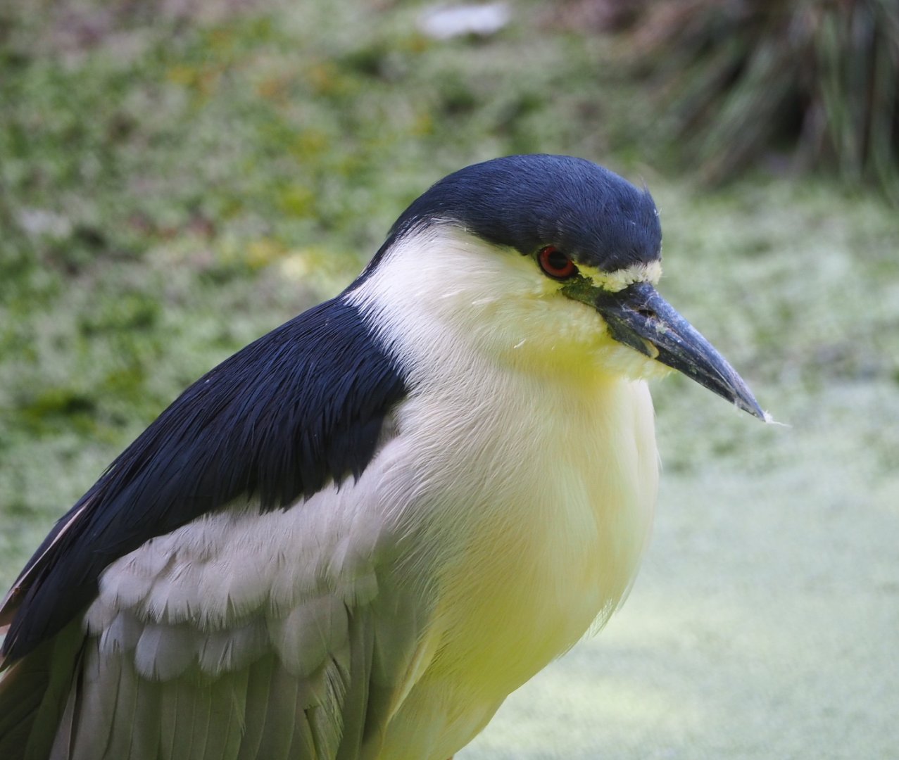 Black-crowned night heron (Nycticorax nycticorax nycticorax), 2021-07-20