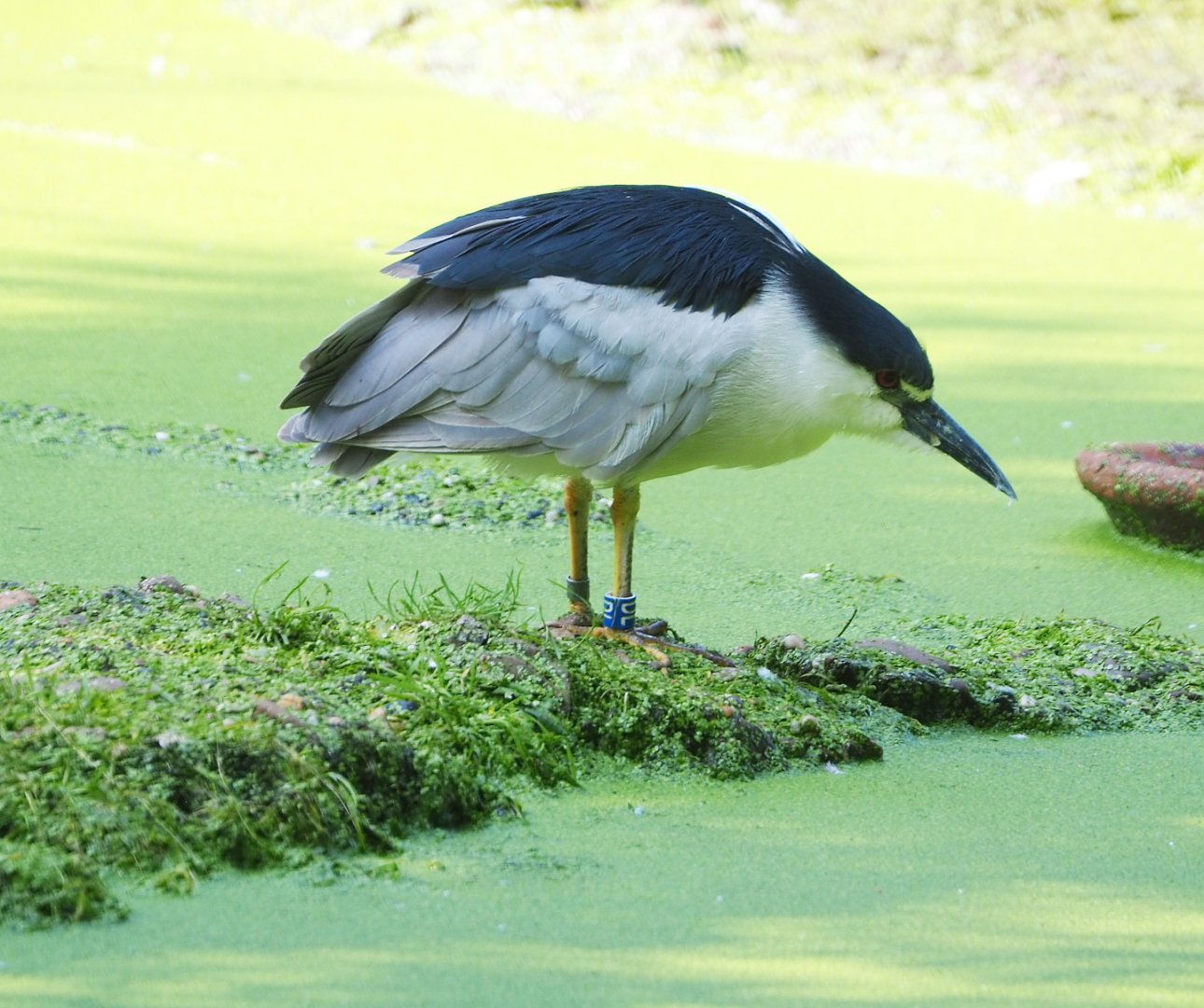 Black-crowned night heron (Nycticorax nycticorax nycticorax), 2021-07-20