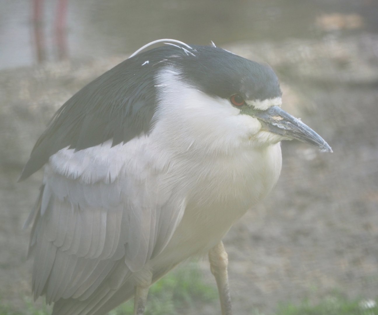 Black-crowned night heron (Nycticorax nycticorax nycticorax), 2021-10-10