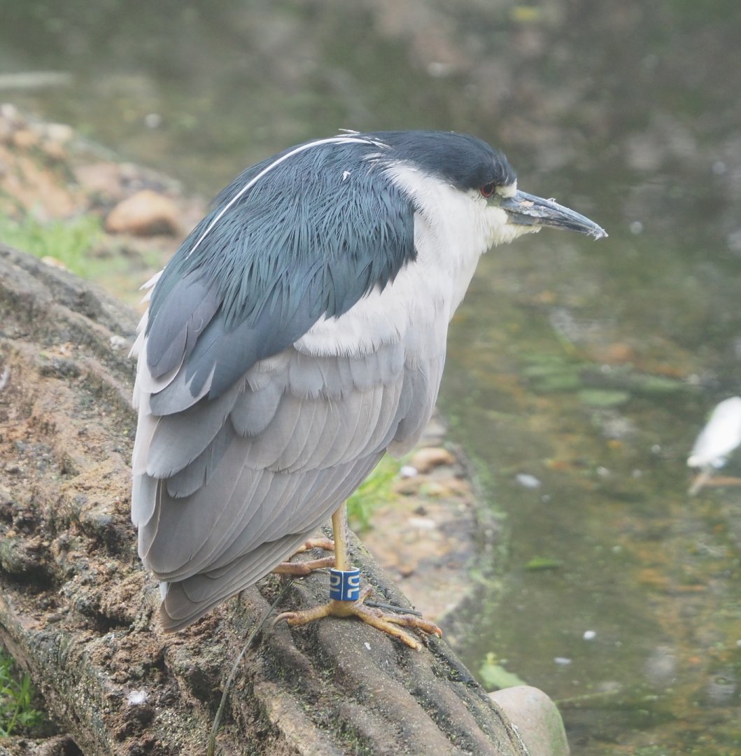 Black-crowned night heron (Nycticorax nycticorax nycticorax), 2021-10-10