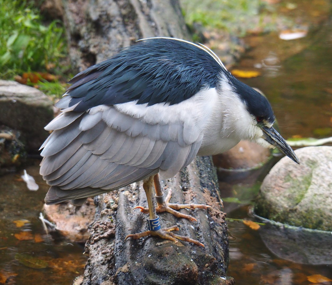 Black-crowned night heron (Nycticorax nycticorax nycticorax), 2021-11-06