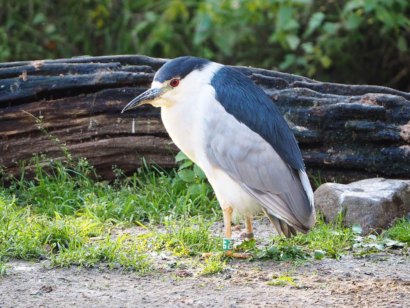 Black-crowned night heron (Nycticorax nycticorax nycticorax), 2021-11-23