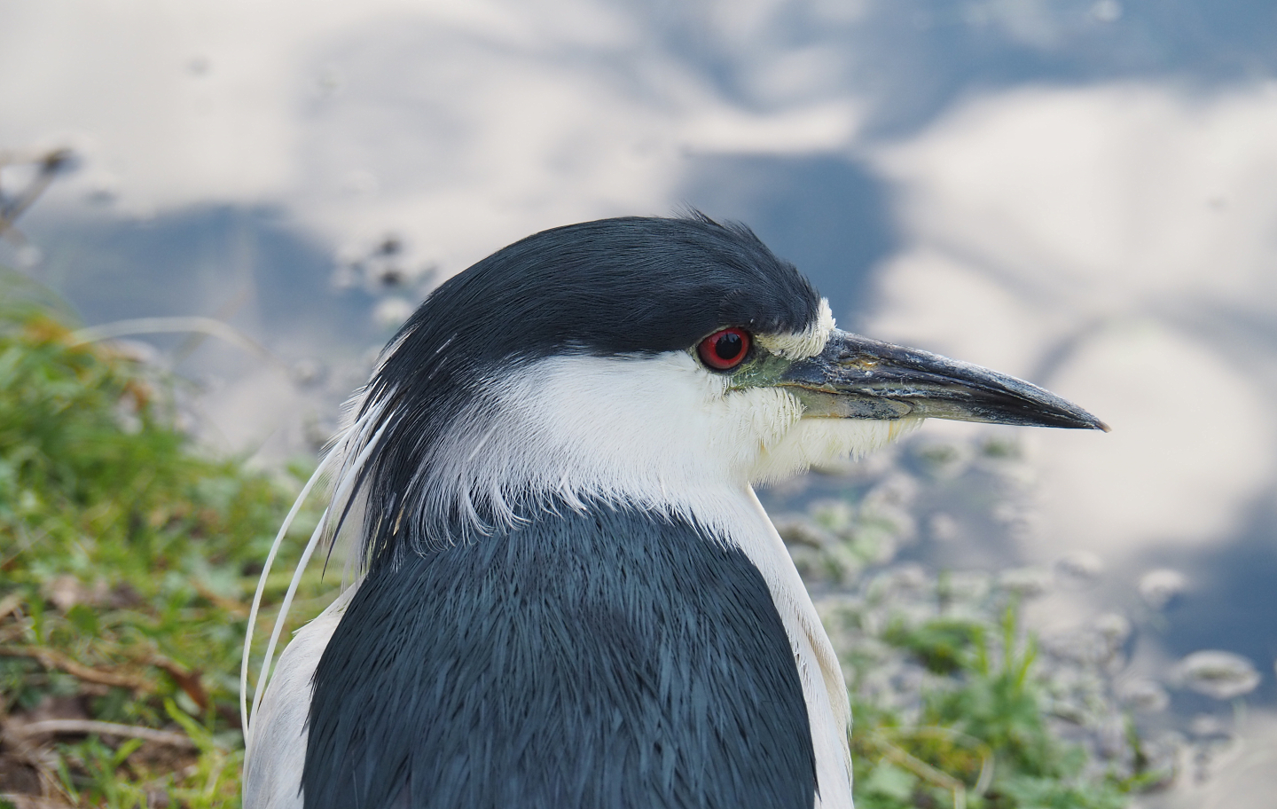 Black-crowned night heron (Nycticorax nycticorax nycticorax), 2022-01-02