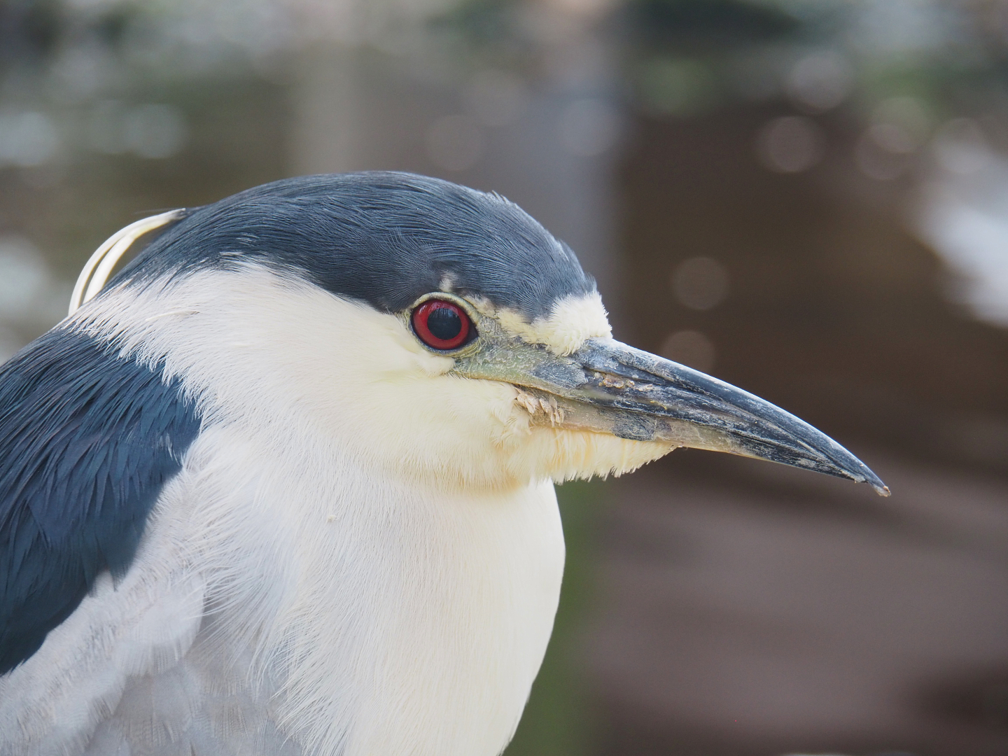 Black-crowned night heron (Nycticorax nycticorax nycticorax), 2022-01-02