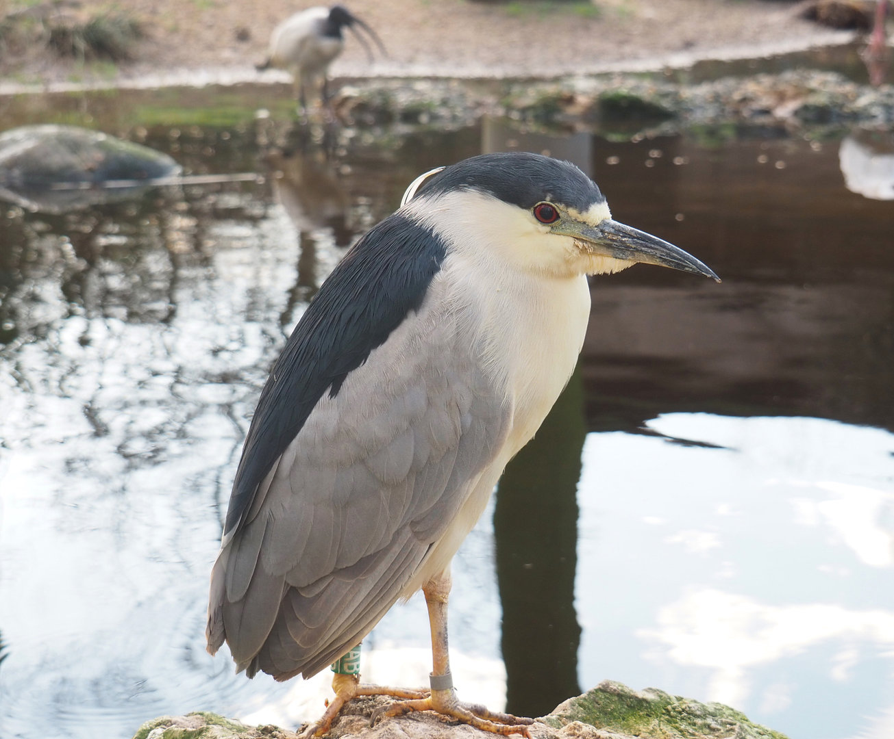 Black-crowned night heron (Nycticorax nycticorax nycticorax), 2022-01-02