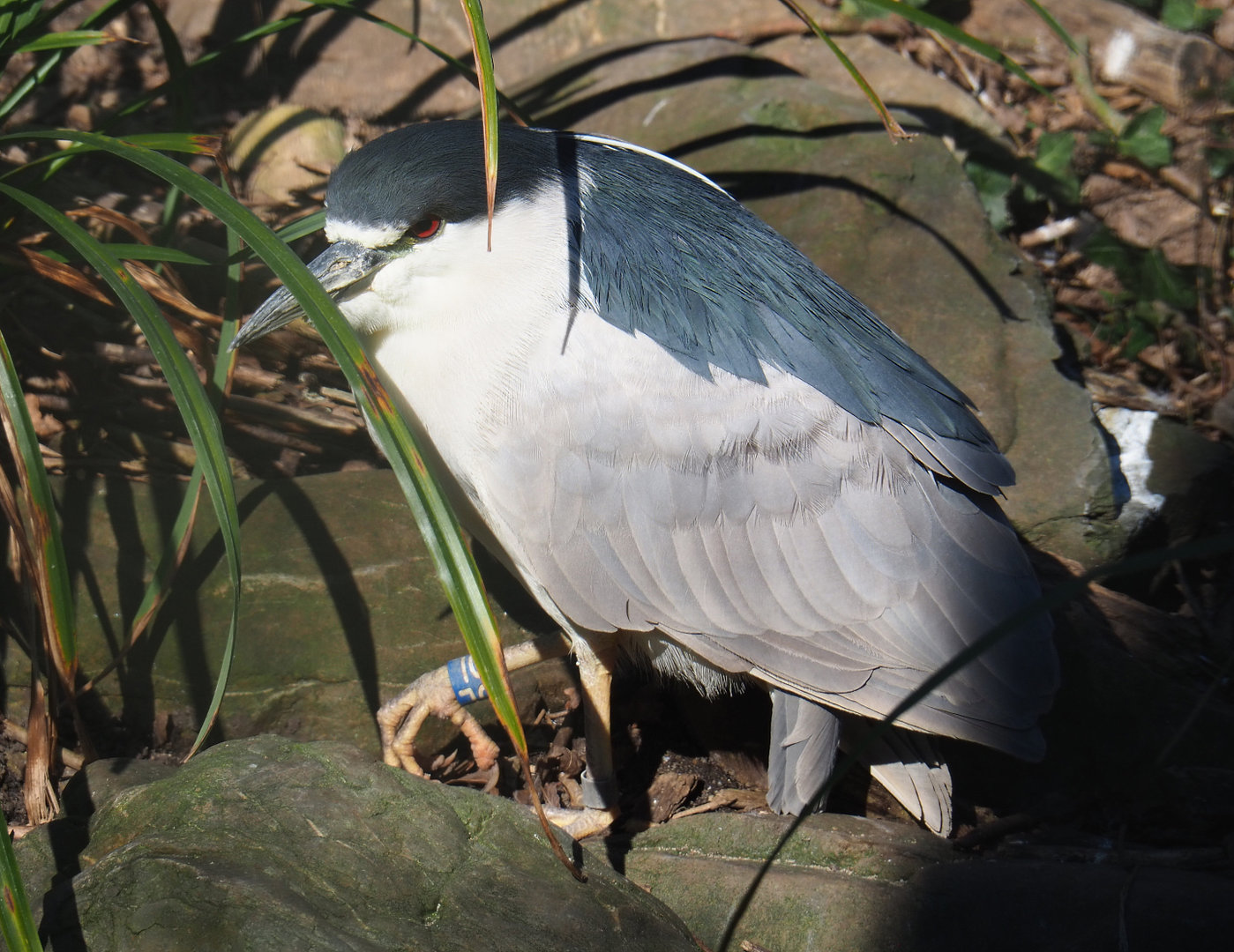 Black-crowned night heron (Nycticorax nycticorax nycticorax), 2022-03-08