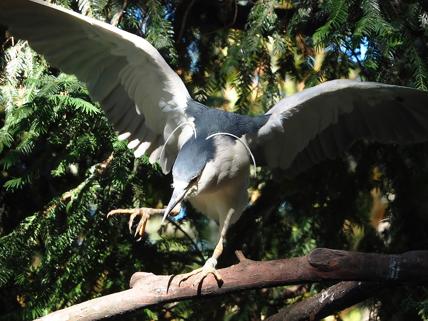 Black-crowned night heron (Nycticorax nycticorax nycticorax), 2022-08-07