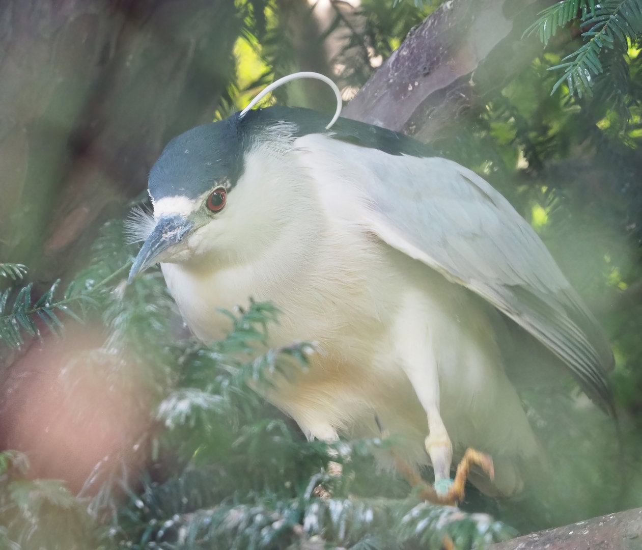 Black-crowned night heron (Nycticorax nycticorax nycticorax), 2022-10-19