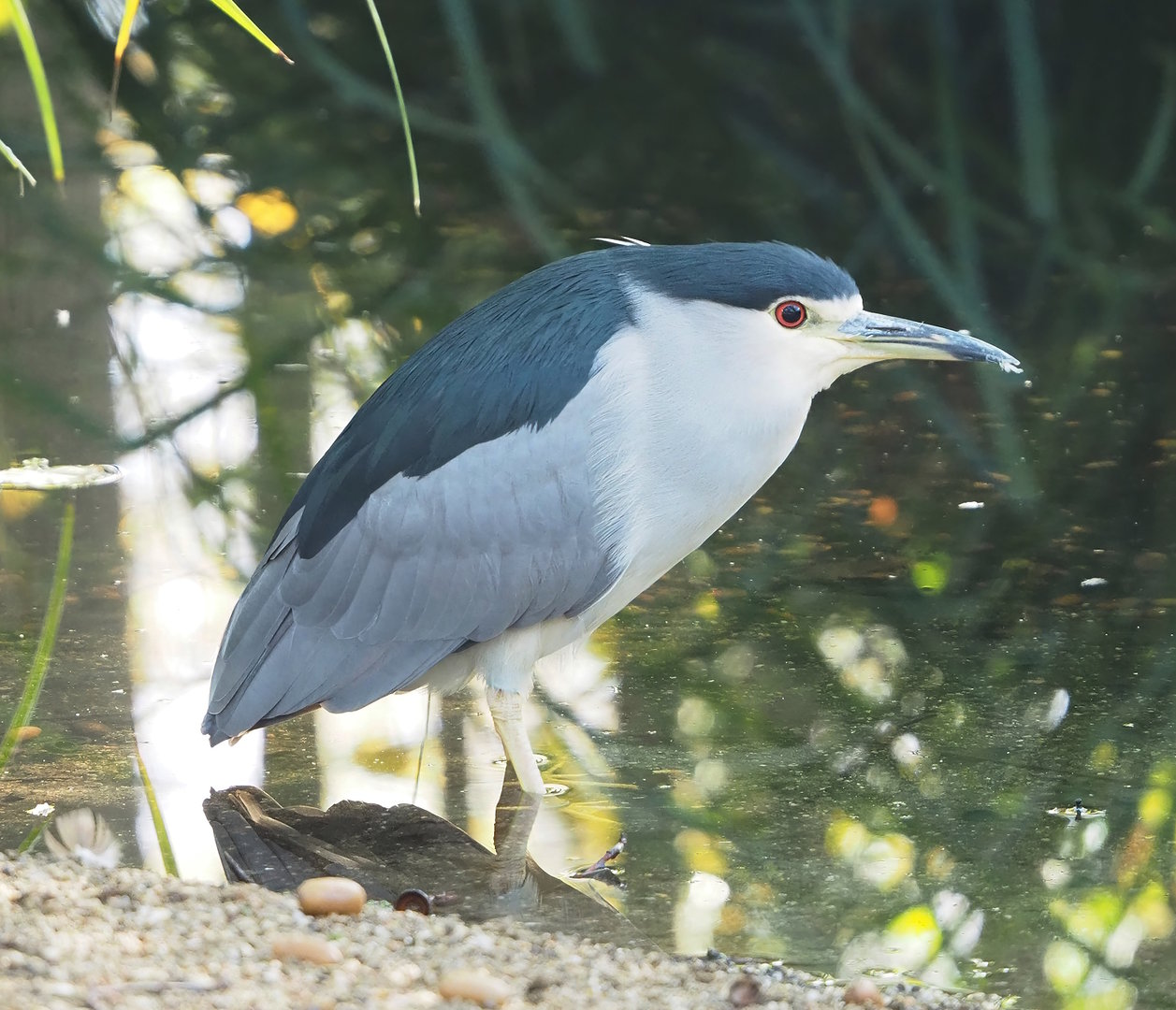 Black-crowned night heron (Nycticorax nycticorax nycticorax), 2022-11-12