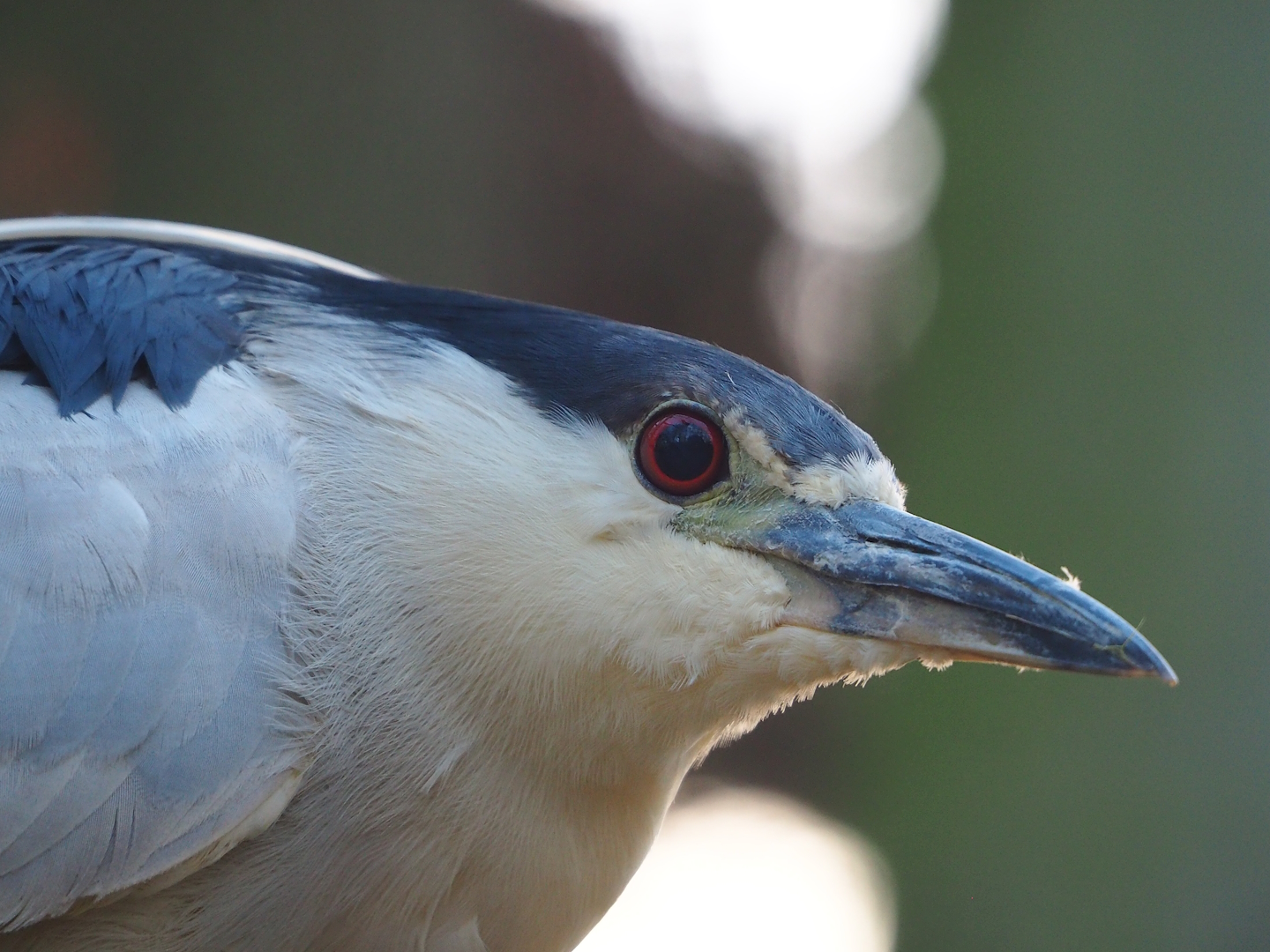 Black-crowned night heron (Nycticorax nycticorax nycticorax), 2022-12-27