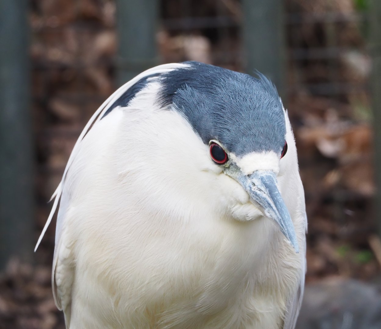 Black-crowned night heron (Nycticorax nycticorax nycticorax), 2023-02-19