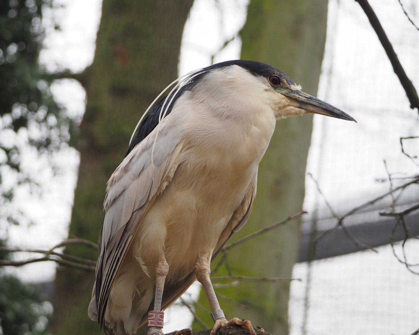 Black-crowned night heron (Nycticorax nycticorax nycticorax), 2023-02-19