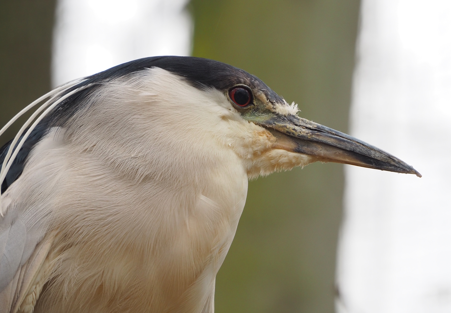 Black-crowned night heron (Nycticorax nycticorax nycticorax), 2023-02-19