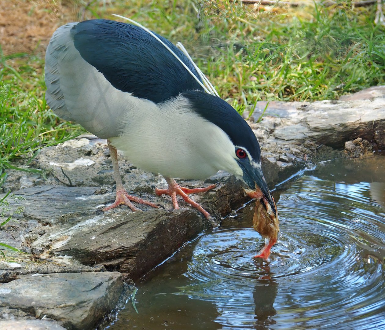Black-crowned night heron (Nycticorax nycticorax nycticorax), 2023-06-24