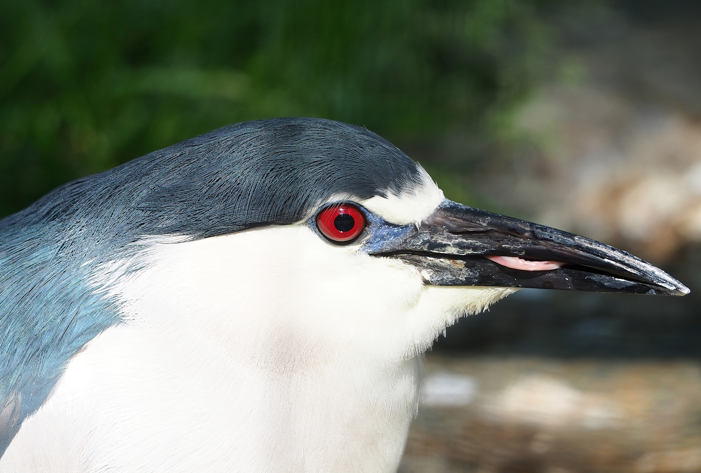 Black-crowned night heron (Nycticorax nycticorax nycticorax), 2023-06-24