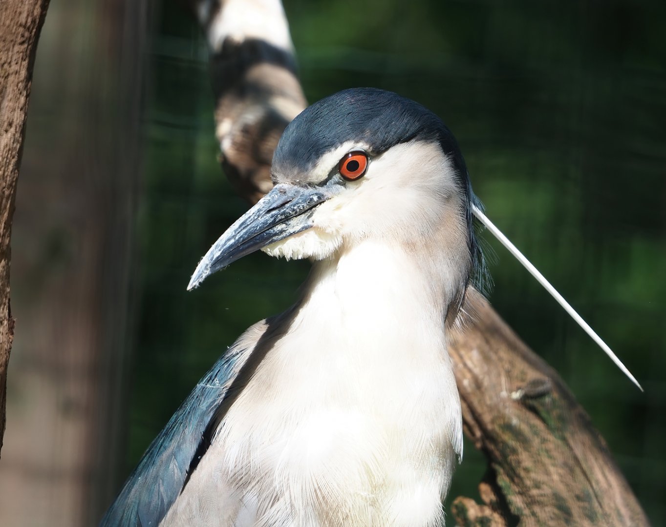 Black-crowned night heron (Nycticorax nycticorax nycticorax), 2023-06-24