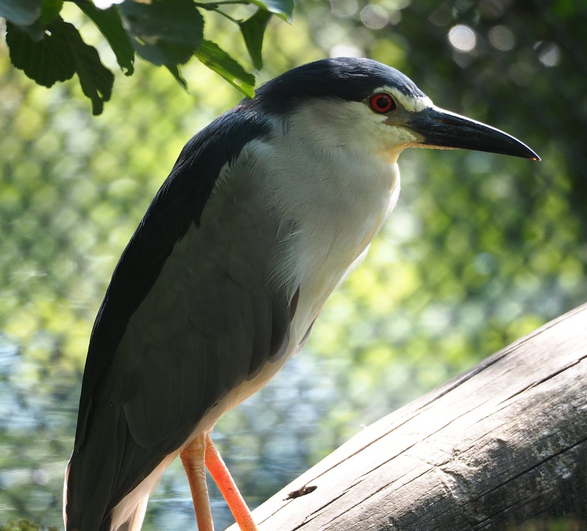 Black-crowned night heron (Nycticorax nycticorax nycticorax), 2023-07-08