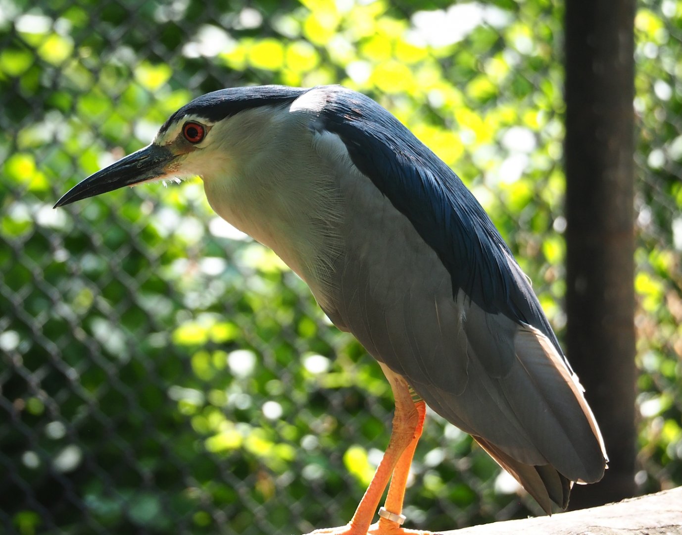 Black-crowned night heron (Nycticorax nycticorax nycticorax), 2023-07-08