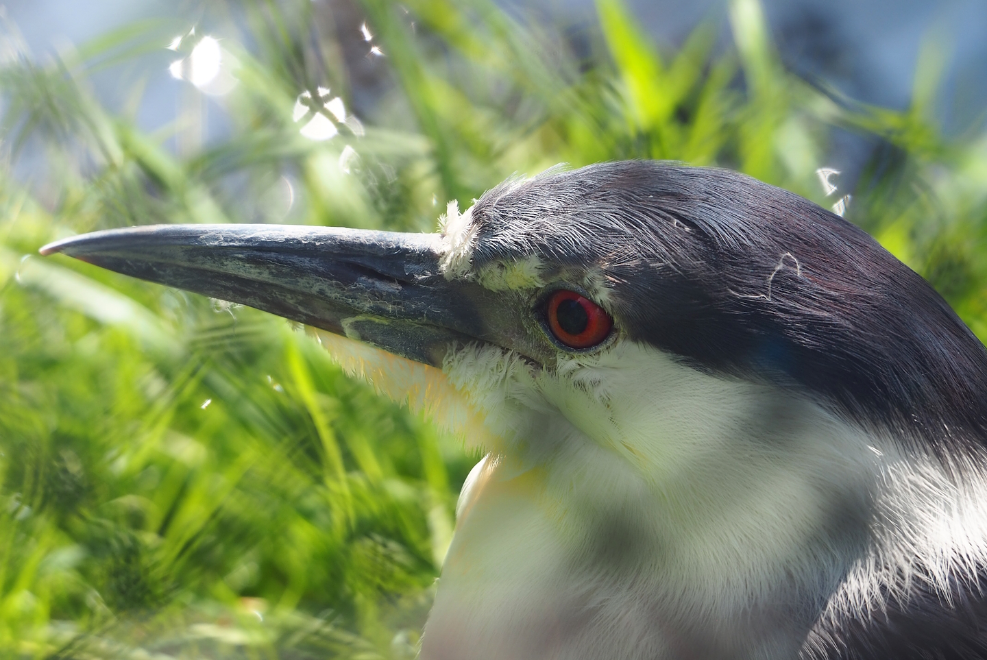 Black-crowned night heron (Nycticorax nycticorax nycticorax), 2023-07-26