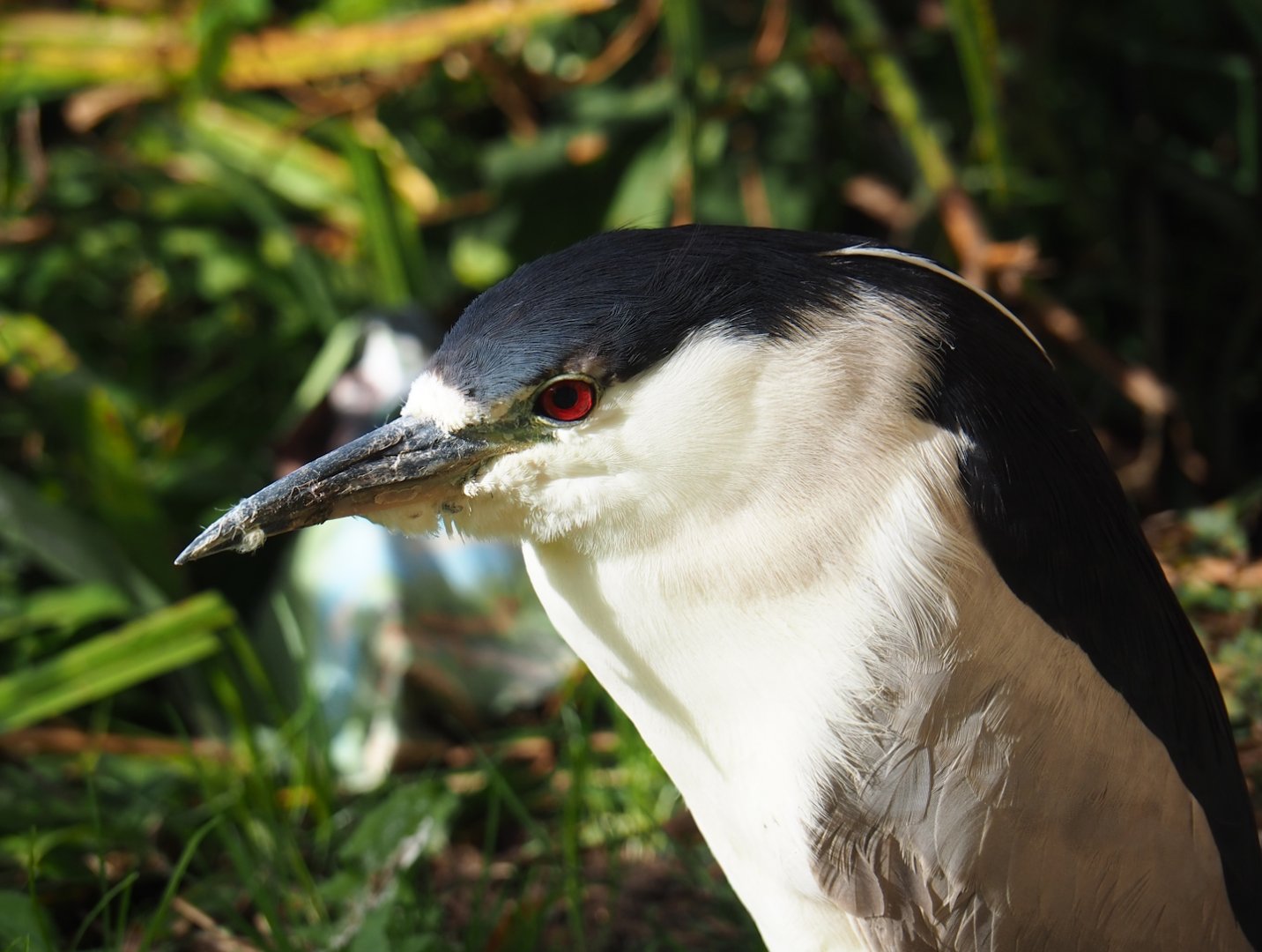Black-crowned night heron (Nycticorax nycticorax nycticorax), 2023-09-19