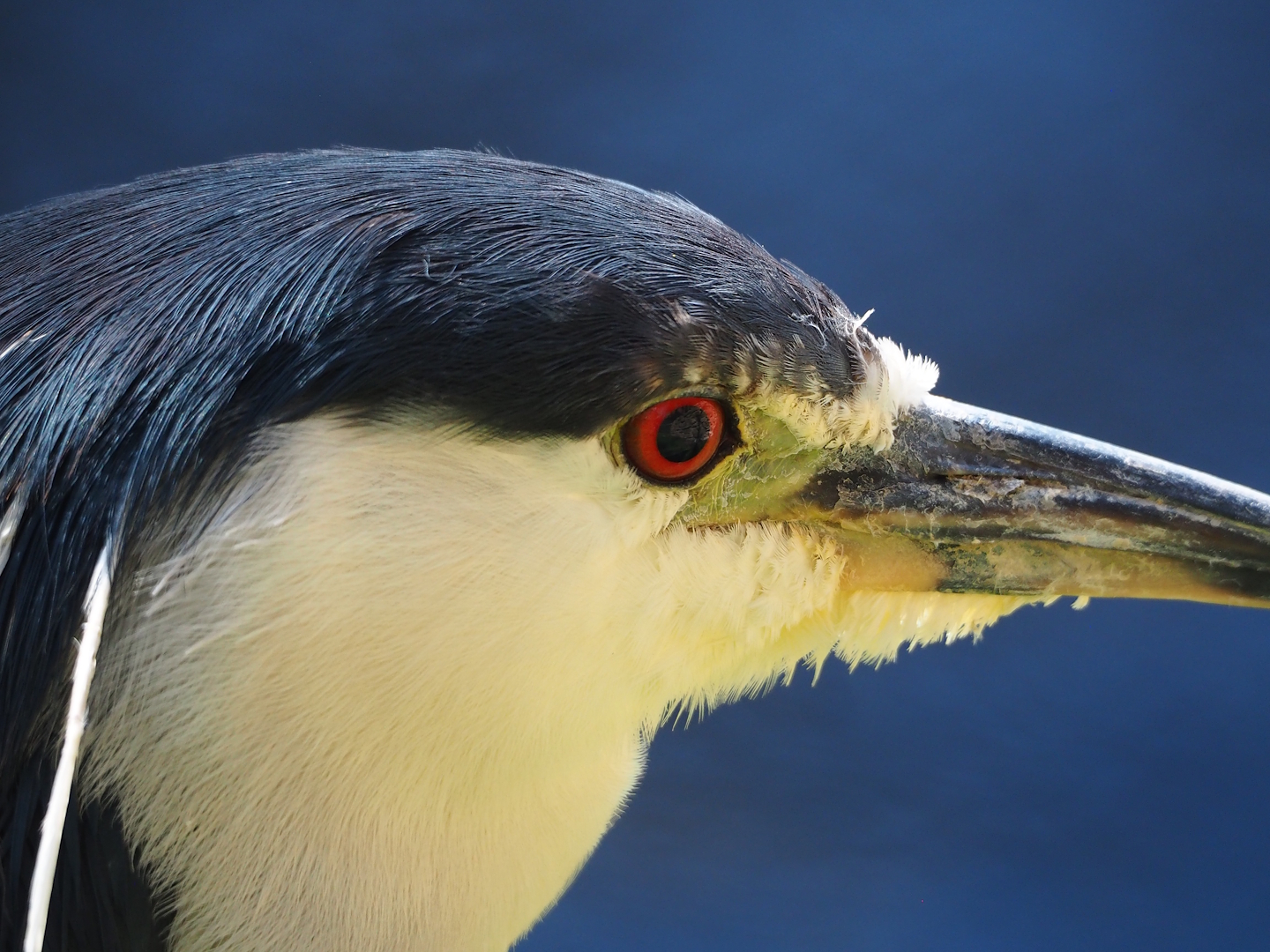 Black-crowned night heron (Nycticorax nycticorax nycticorax), 2024-03-04