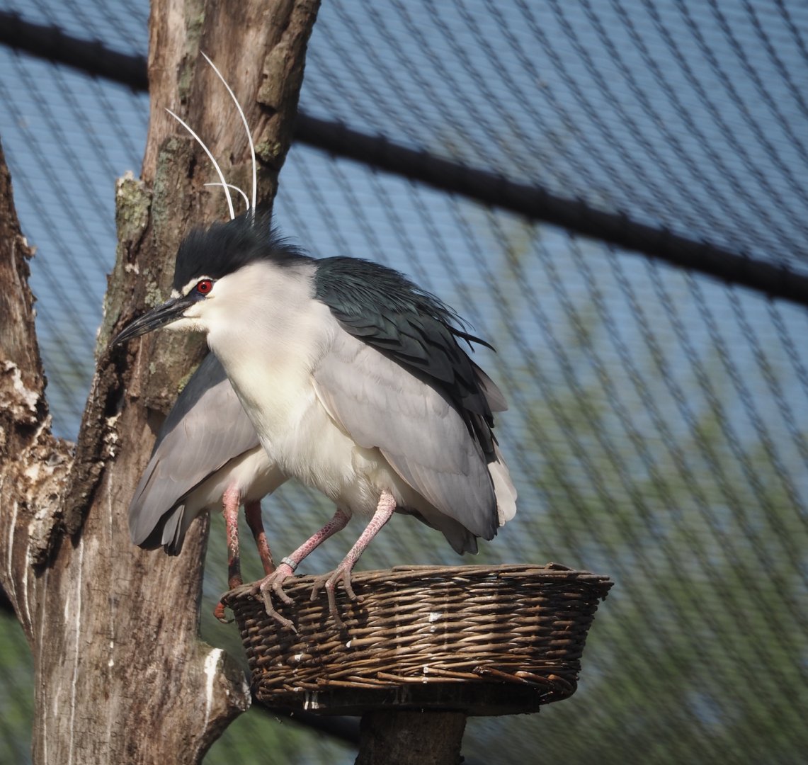 Black-crowned night heron (Nycticorax nycticorax nycticorax), 2025-04-12