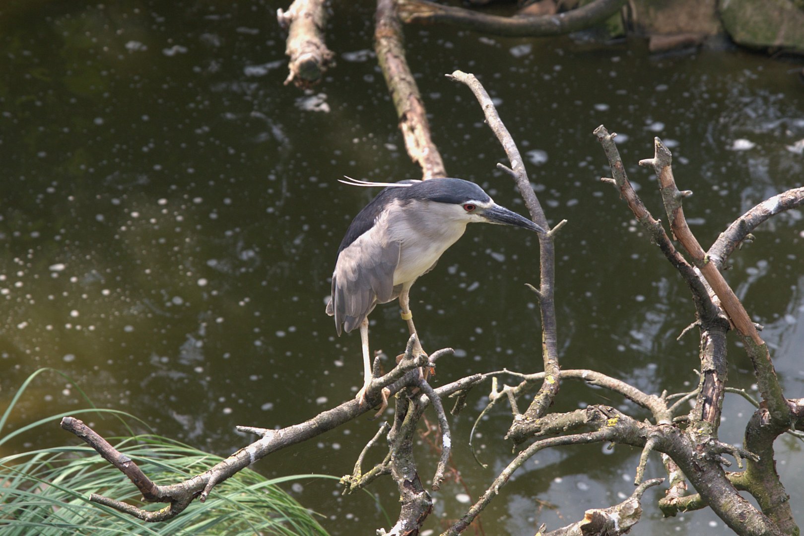 Black-crowned Night Heron (Nycticorax nycticorax nycticorax), 26-08-25