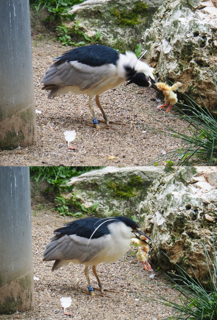 Black-crowned night heron (Nycticorax nycticorax nycticorax)  eating a one-day chick, 2019-06-26