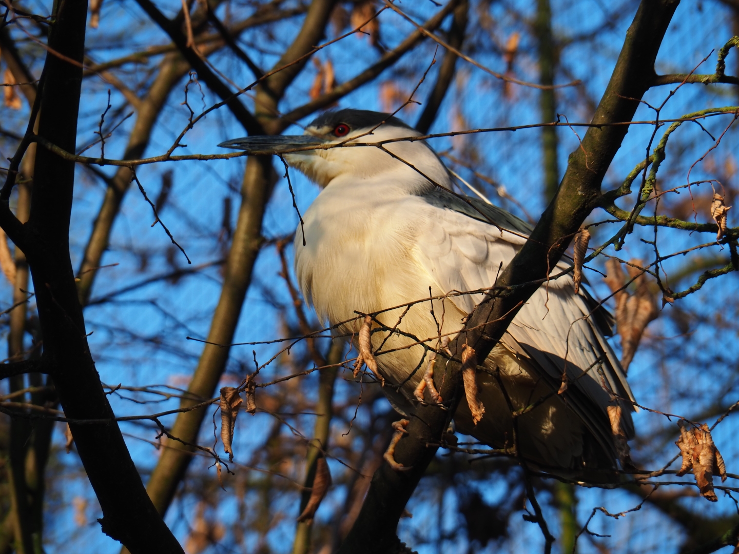 Black-crowned night heron (Nycticorax nycticorax nycticorax), Jan 20th, 2019