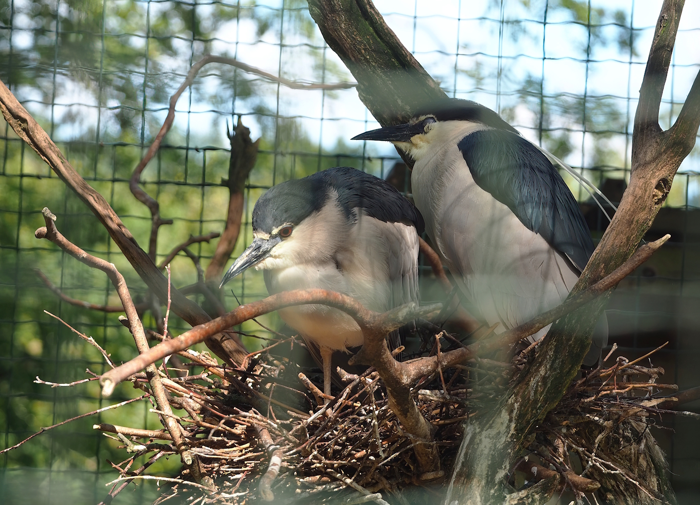 Black-crowned night heron (Nycticorax nycticorax nycticorax) nests, 2023-06-24