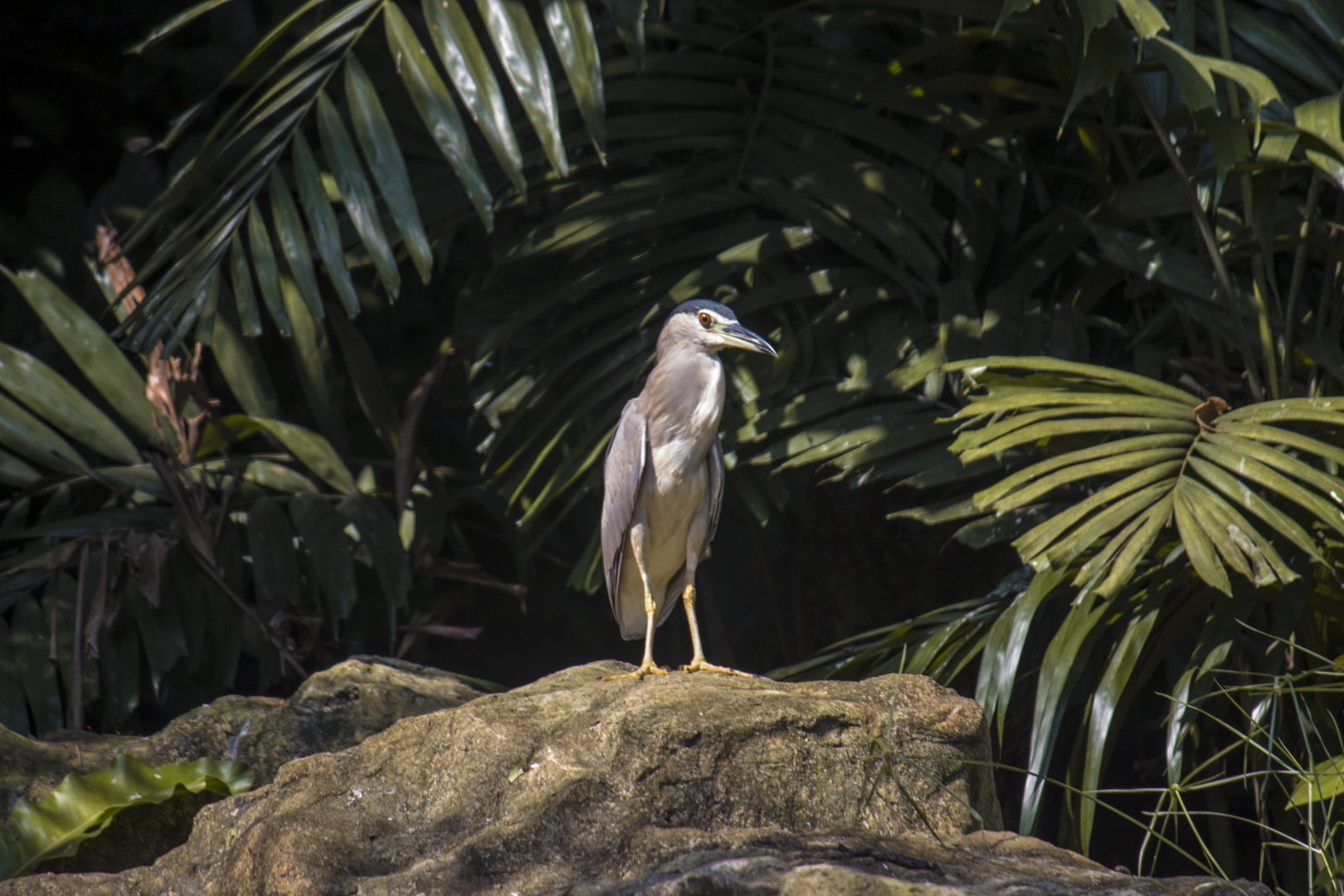 Black-crowned night heron, Nycticorax nycticorax nycticorax
