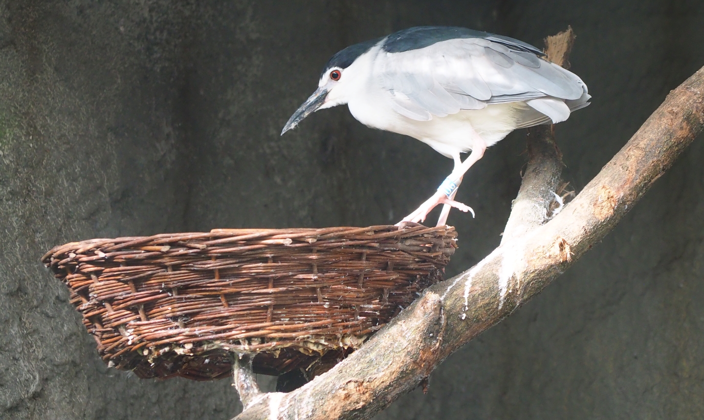 Black-crowned night heron (Nycticorax nycticorax nycticorax)