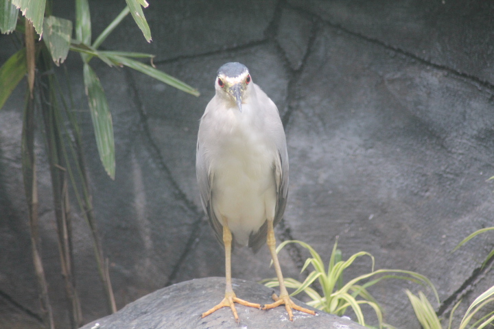 Black-crowned night-heron (Nycticorax nycticorax nycticorax)