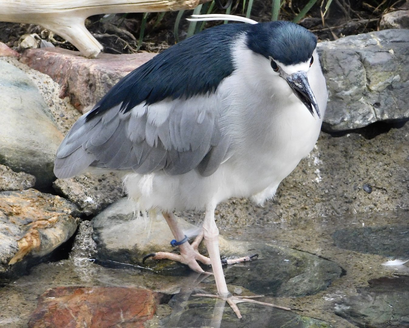 Black-Crowned Night Heron (Nycticorax nycticorax) October 4, 2025