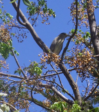 Black-crowned Night Heron (Nycticorax nycticorax)