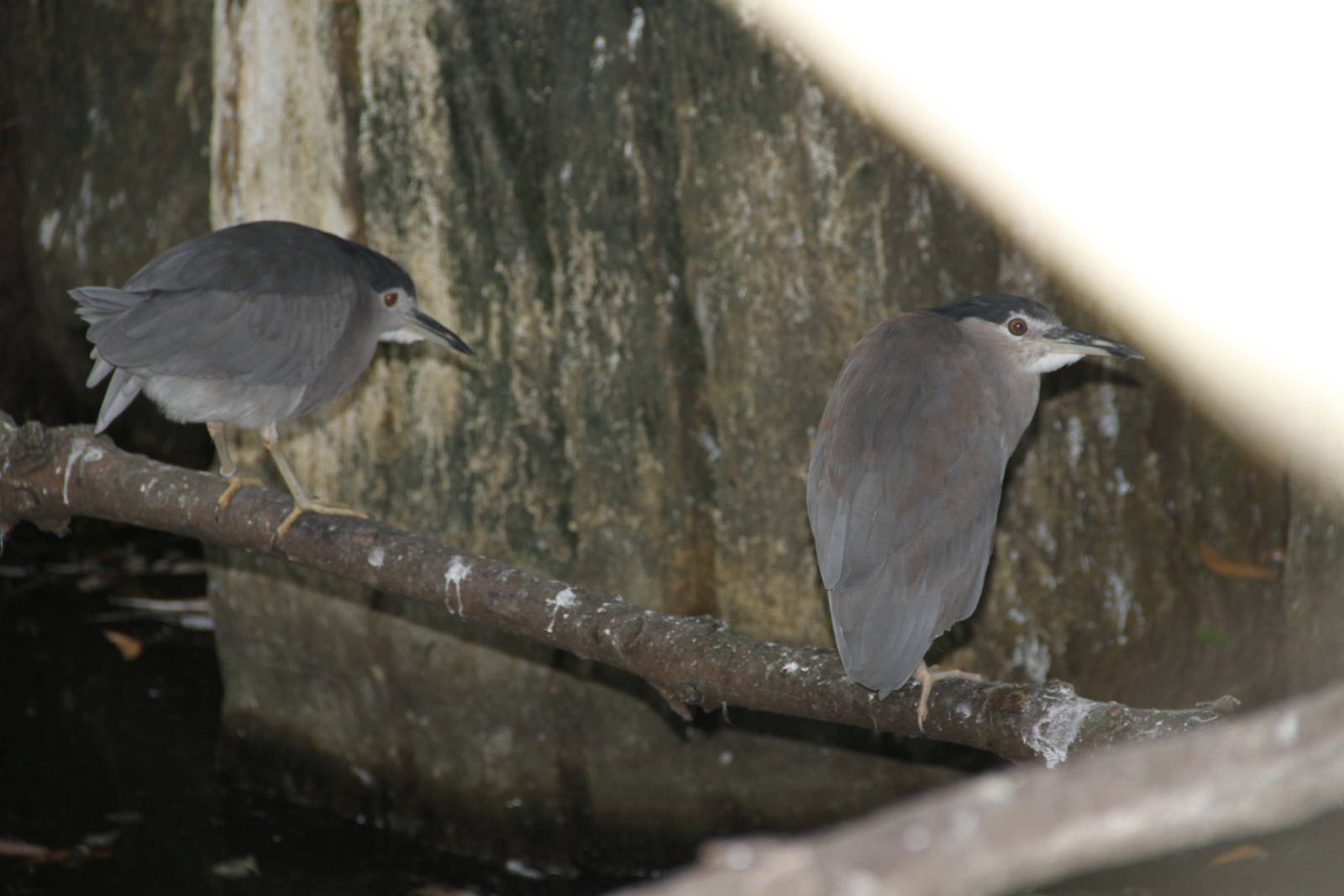 Black-crowned Night Heron (Nycticorax nycticorax)